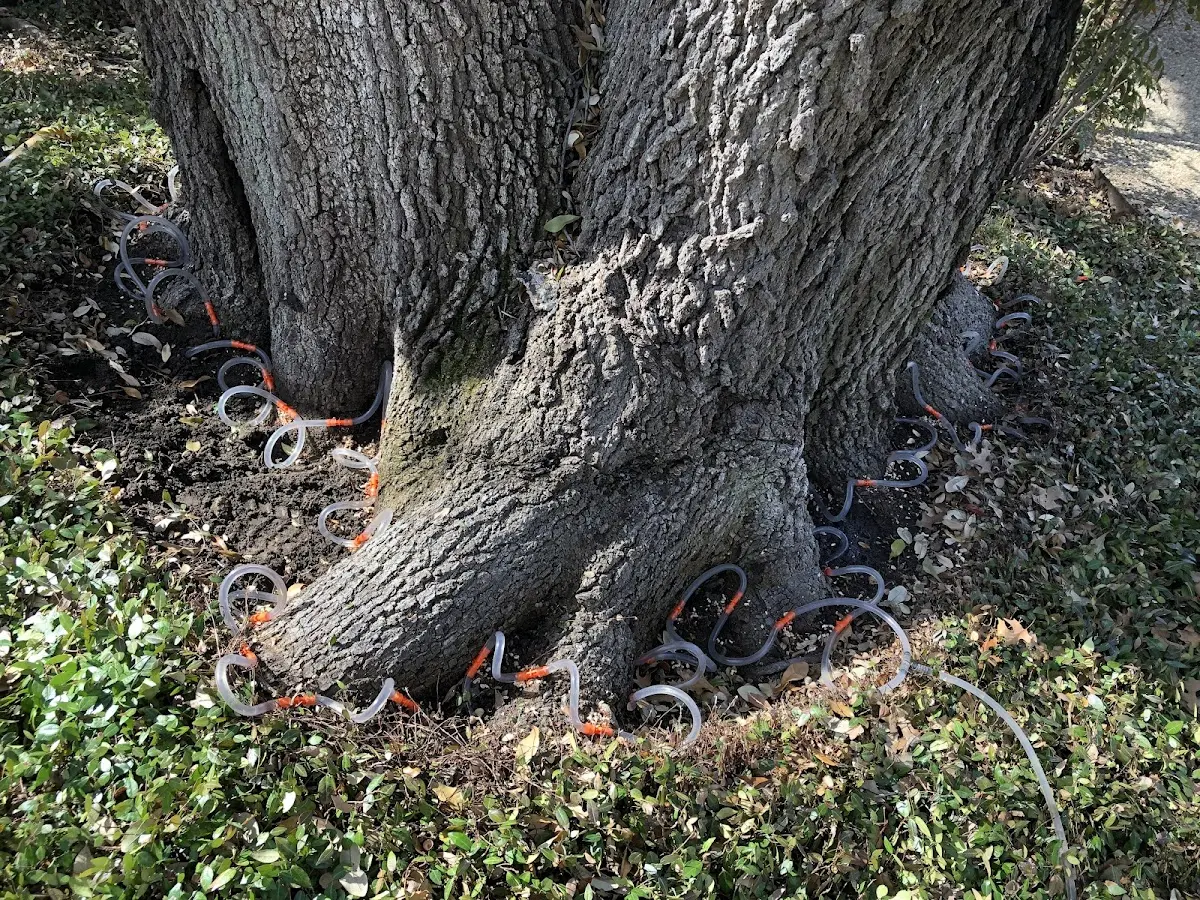 Detailed Tree Cabling and Bracing job site in South English