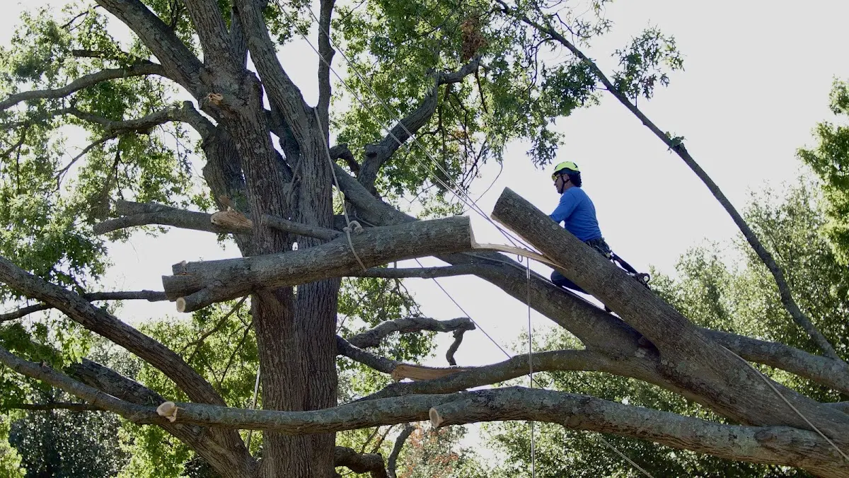 Professional Crown Thinning performed by certified arborists in South English